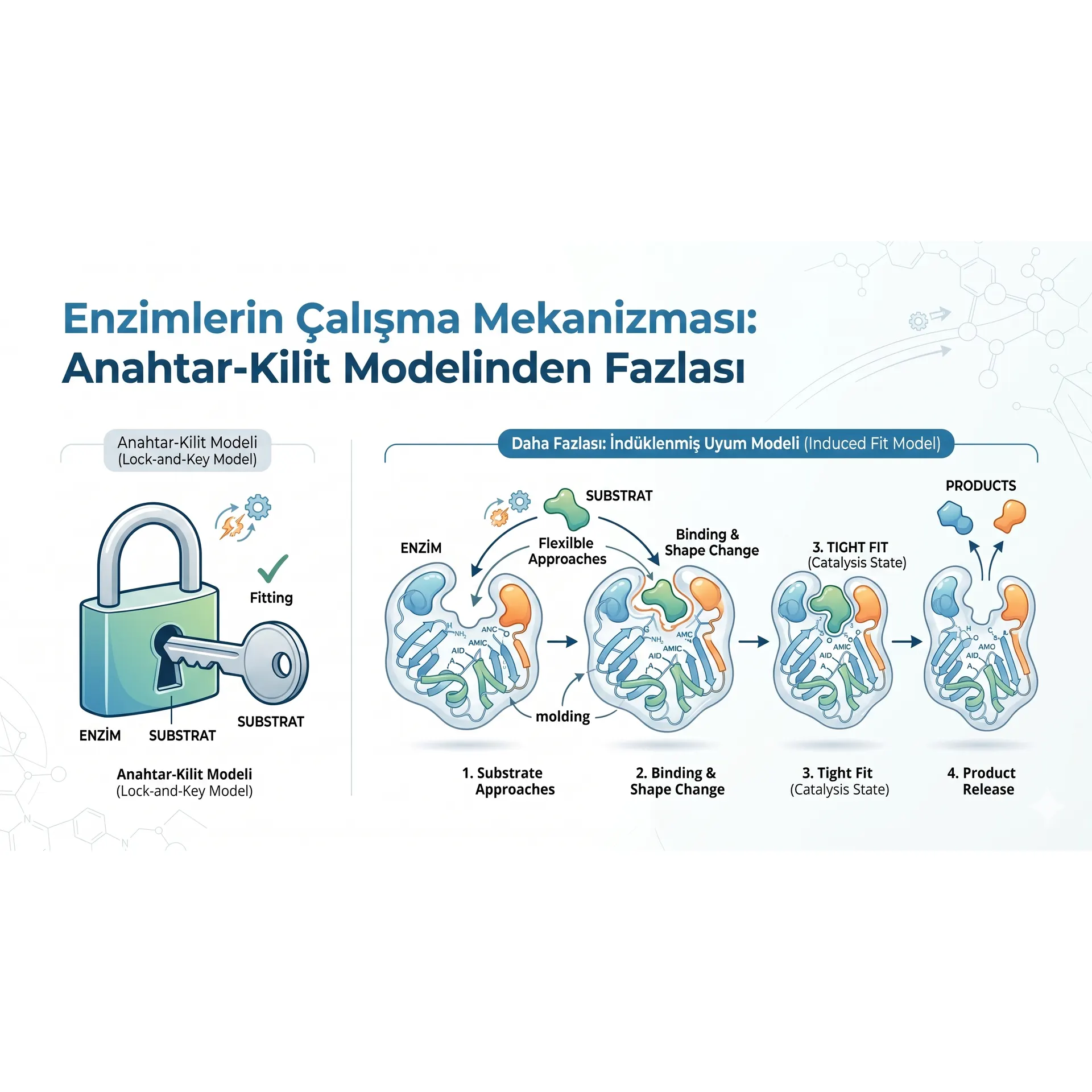 Enzimlerin Çalışma Mekanizması: Anahtar-Kilit Modelinden Fazlası image de couverture