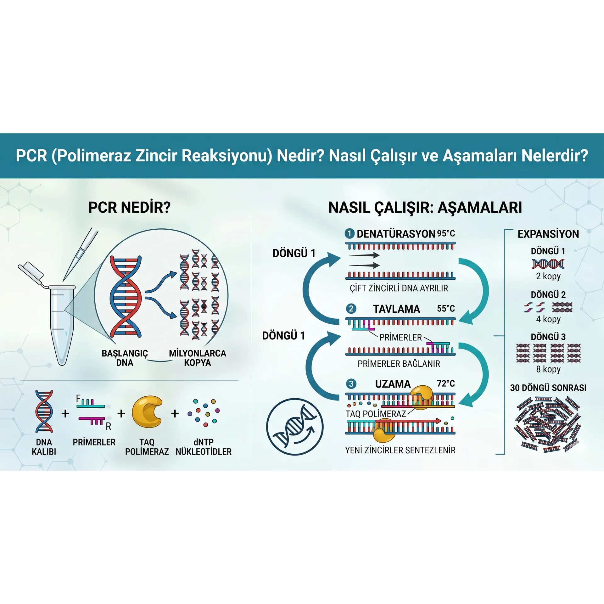 PCR (Polimeraz Zincir Reaksiyonu) Nedir? Nasıl Çalışır ve Aşamaları Nelerdir? image de couverture