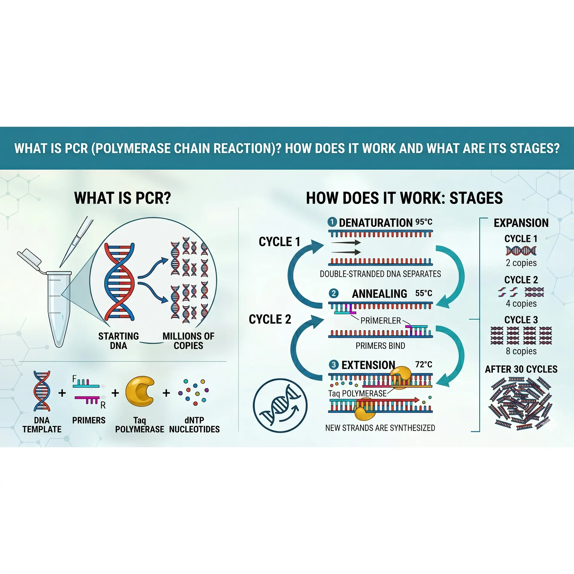 PCR (Polymerase Chain Reaction): What Is It, How Does It Work, and What Are Its Stages? cover image