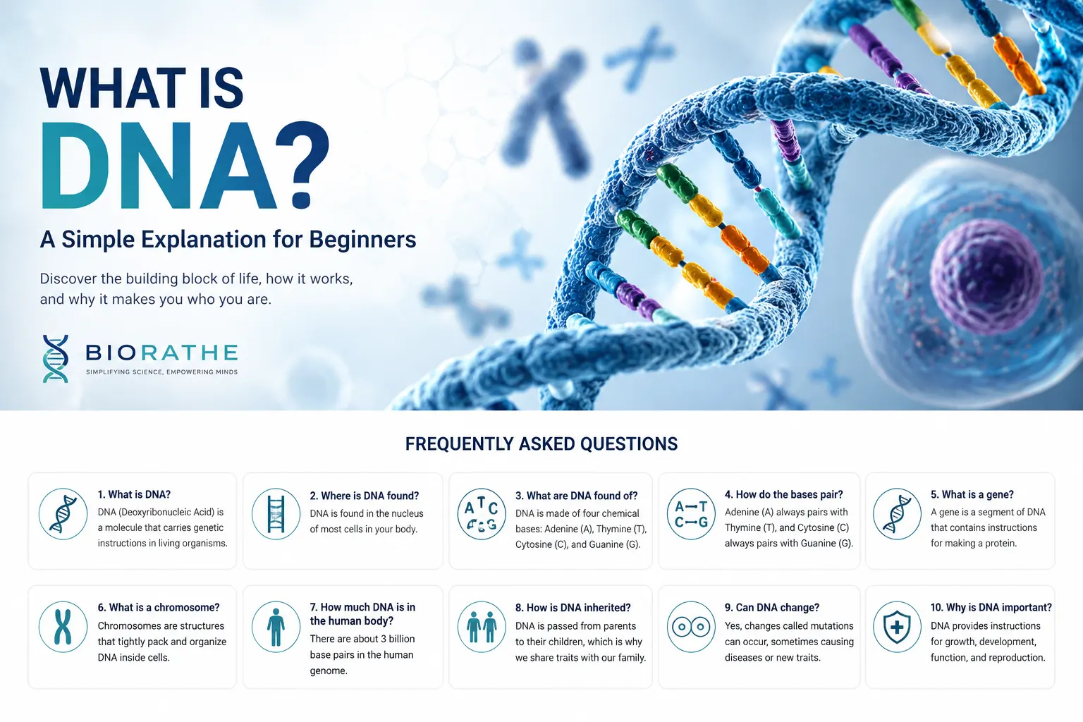 What is DNA? A Simple Explanation for Beginners